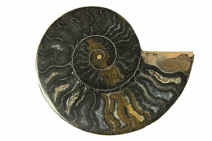 Cut & Polished Ammonite Fossil (Half) - Unusual Black Color #296308